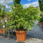 Bršlen krídlatý (Euonymus Alatus) výška: 100-125 cm, kont. C70L 